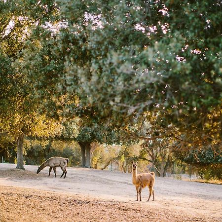 Domaine Naturiste De Riva Bella Linguizzetta Luaran gambar