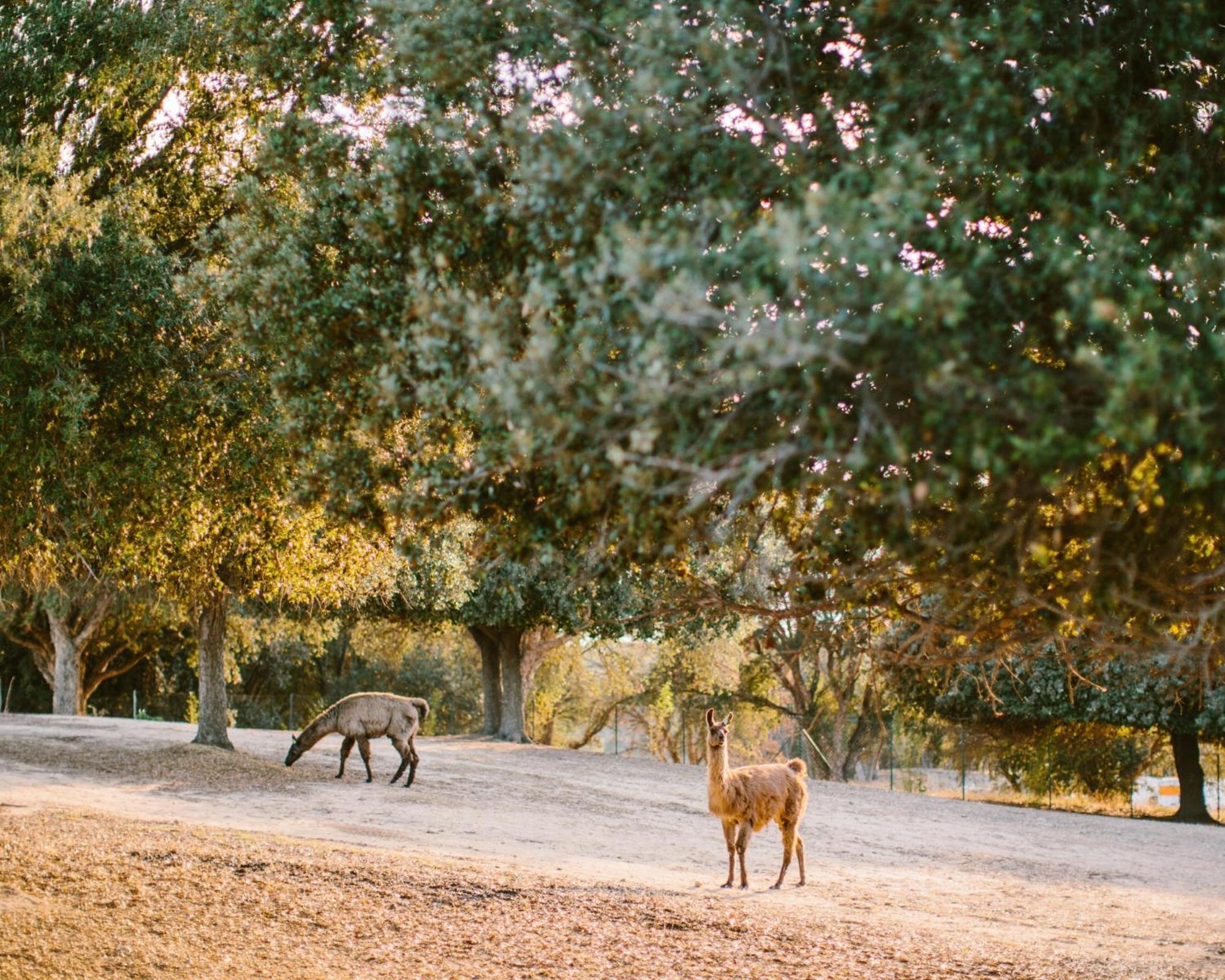 Domaine Naturiste De Riva Bella Linguizzetta Luaran gambar