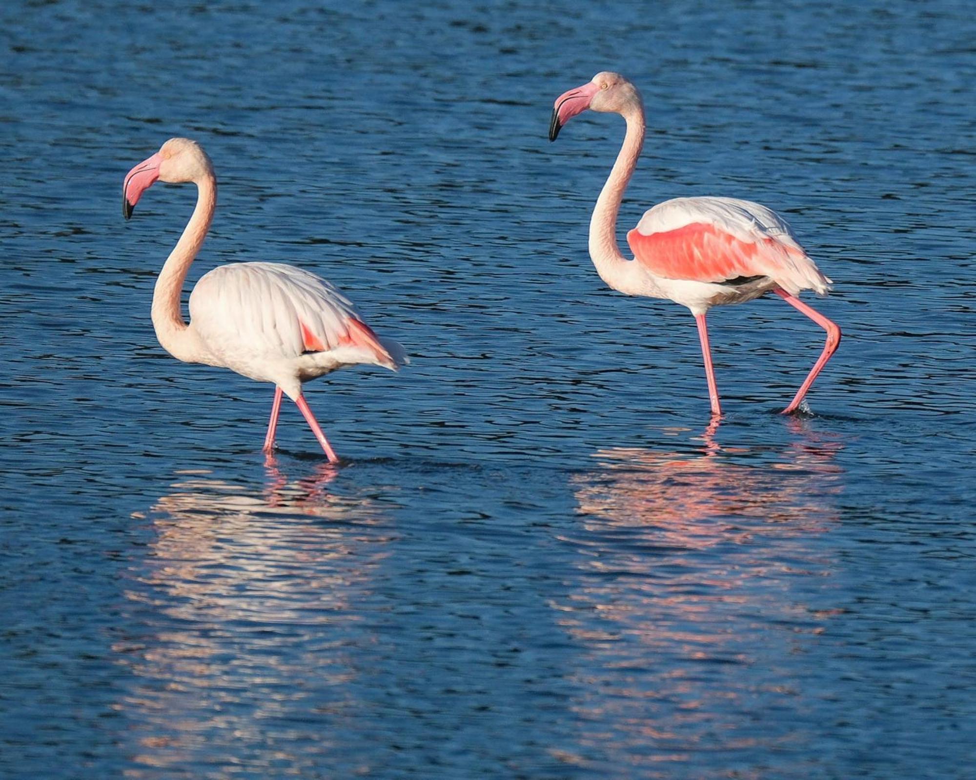 Domaine Naturiste De Riva Bella Linguizzetta Luaran gambar